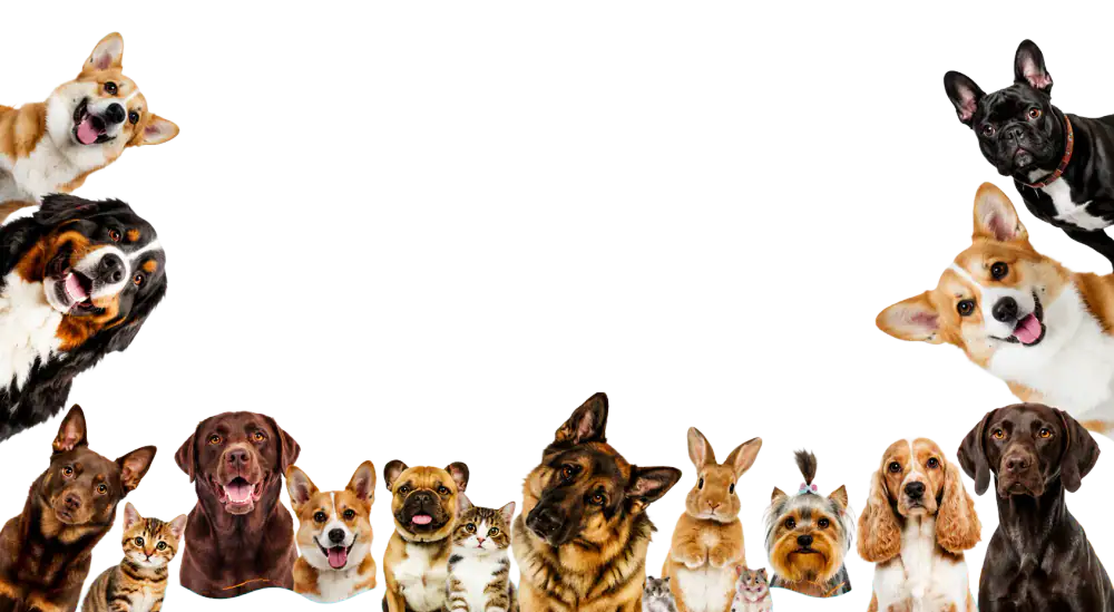Grupo de perros felices