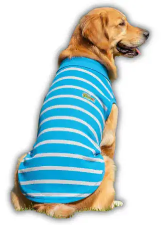 Polo Pique Listado con Cuello